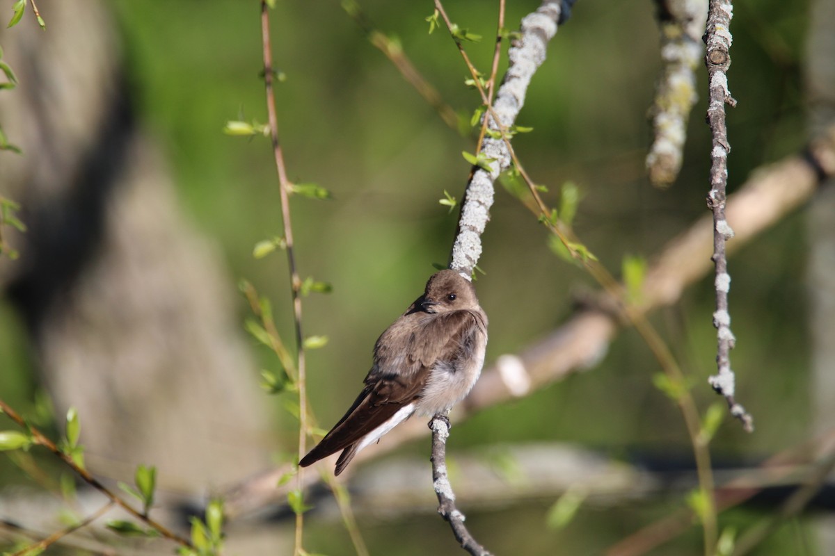 Northern Rough-winged Swallow - ML617949720