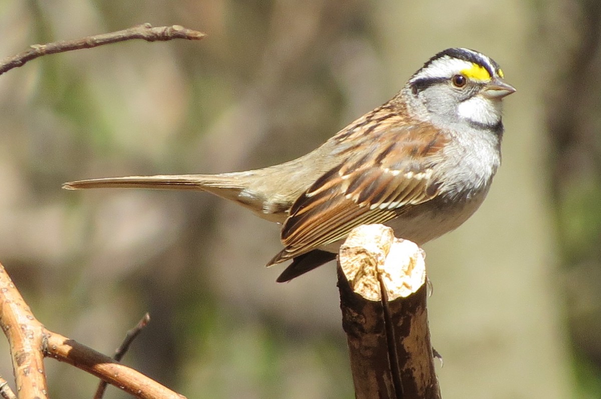 White-throated Sparrow - ML617949725