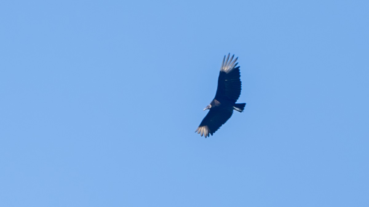 Black Vulture - ML617949732