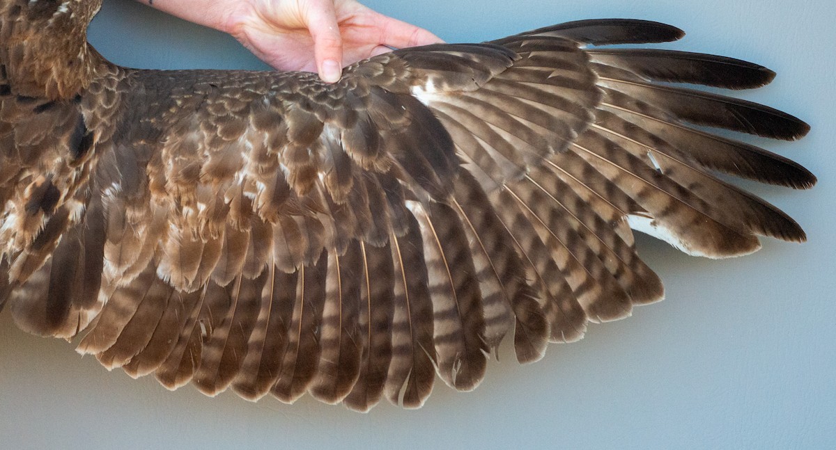 Red-tailed Hawk (abieticola) - ML617949740
