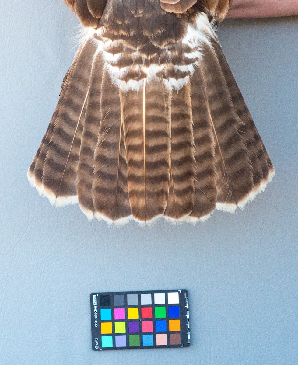 Red-tailed Hawk (abieticola) - ML617949743