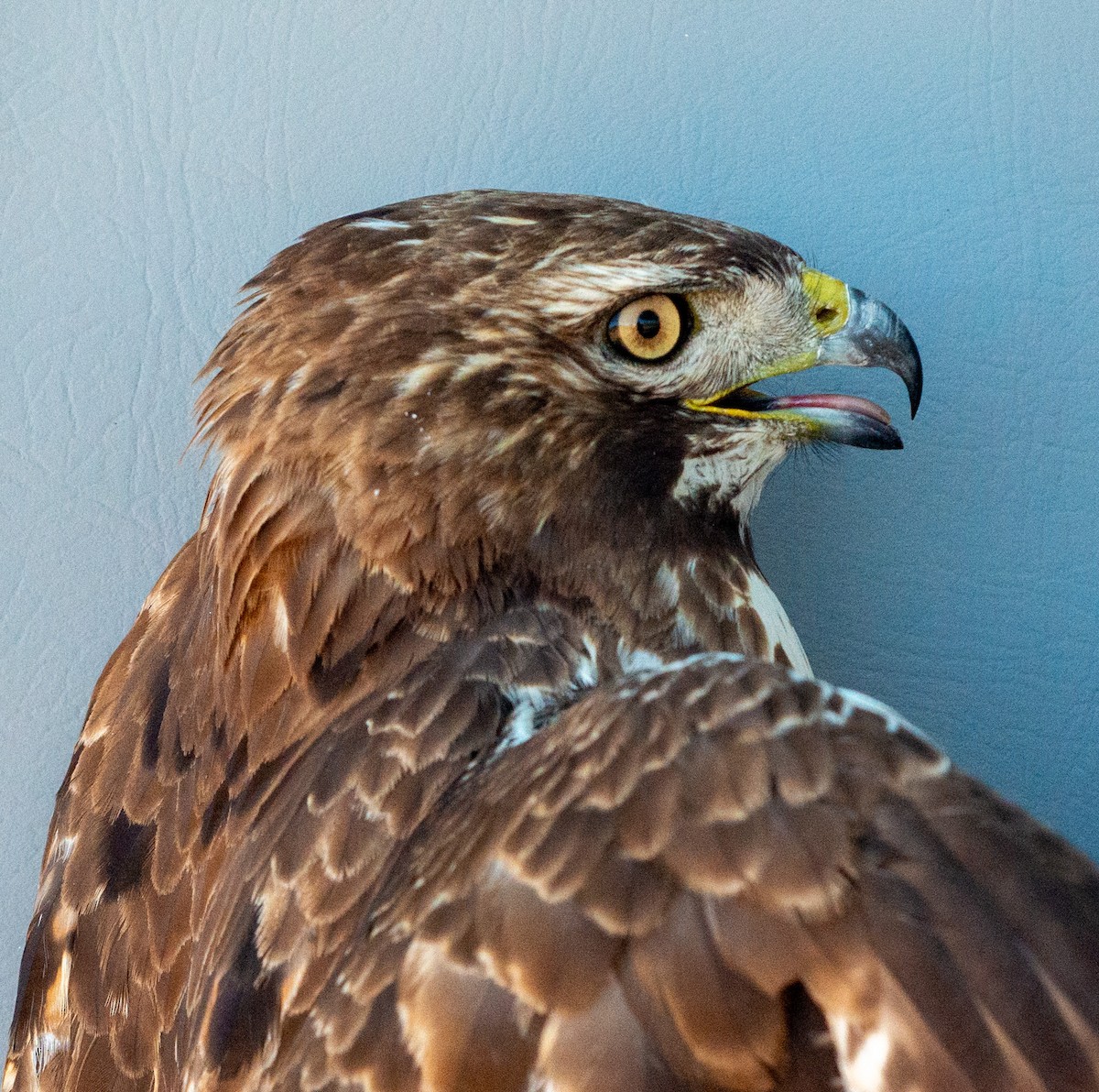 Red-tailed Hawk (abieticola) - ML617949745