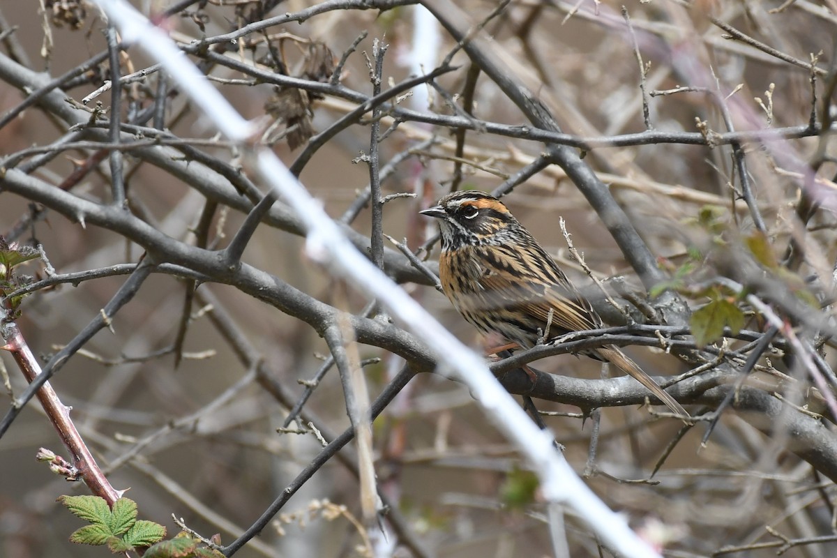 Rufous-breasted Accentor - ML617949748