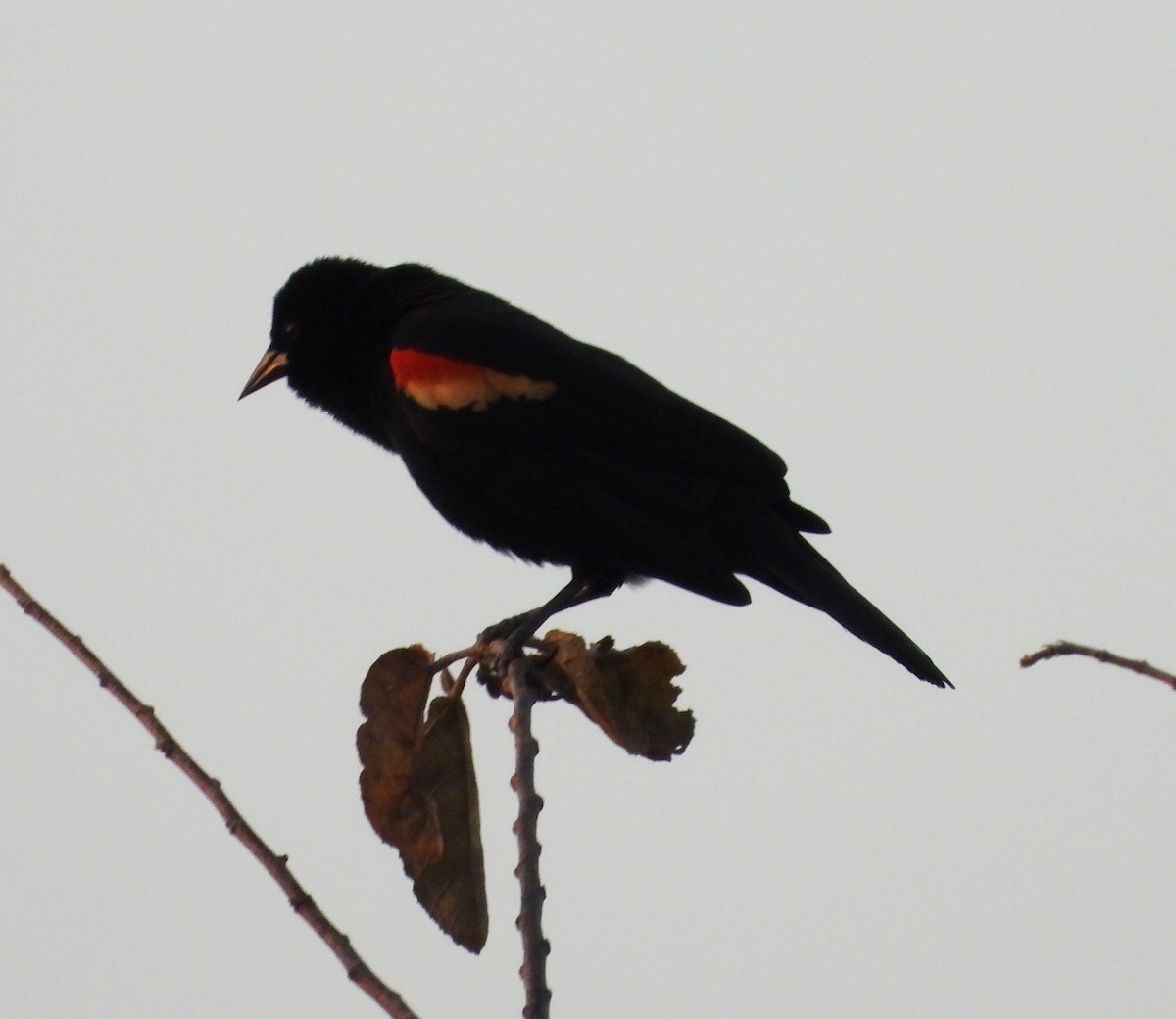 Red-winged Blackbird - ML617949749