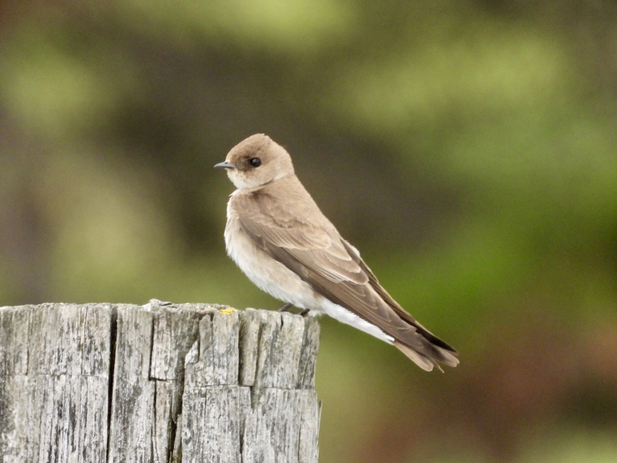 Northern Rough-winged Swallow - ML617949818