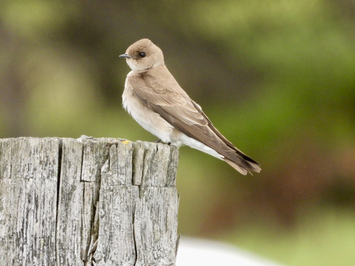 Northern Rough-winged Swallow - ML617949831