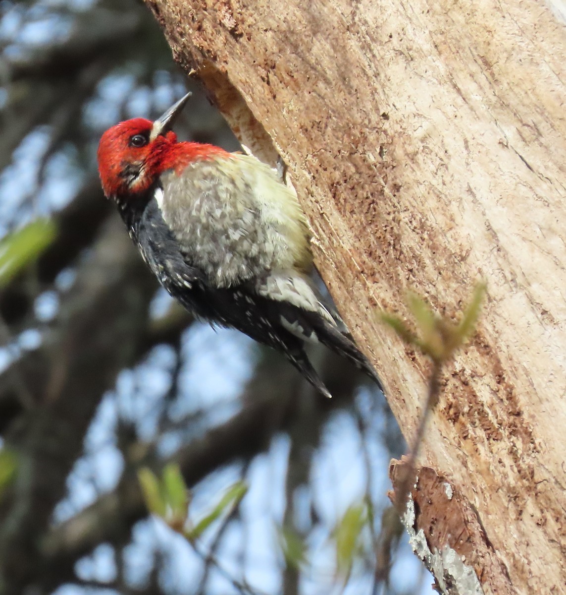 Red-breasted Sapsucker - ML617949832