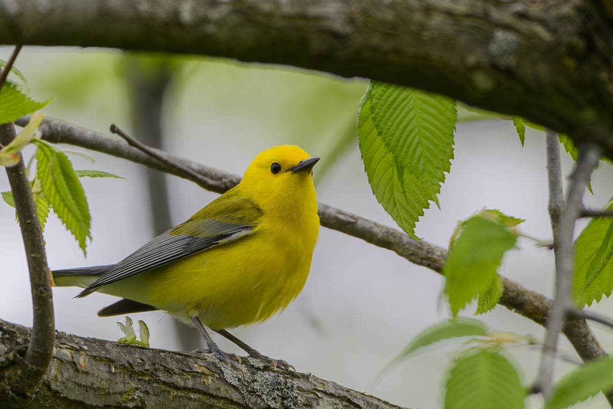 Prothonotary Warbler - ML617949842