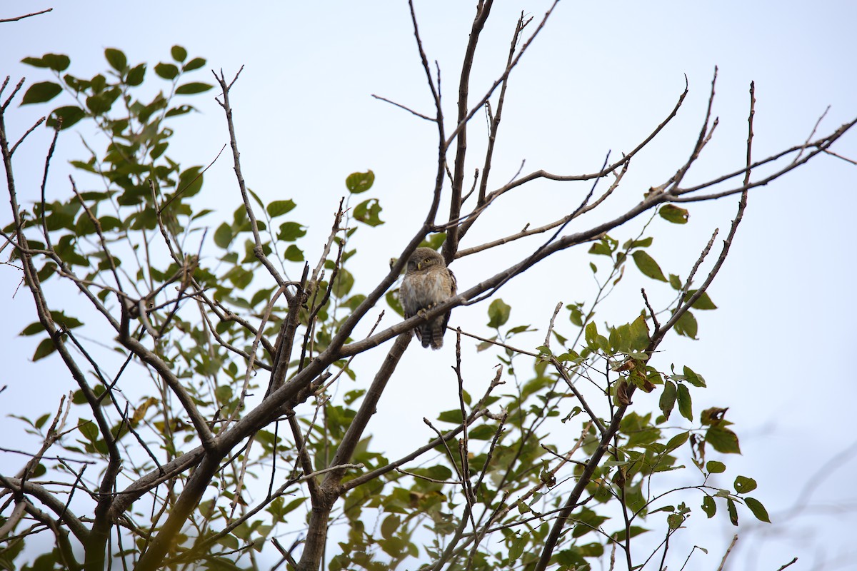 Asian Barred Owlet - ML617949844