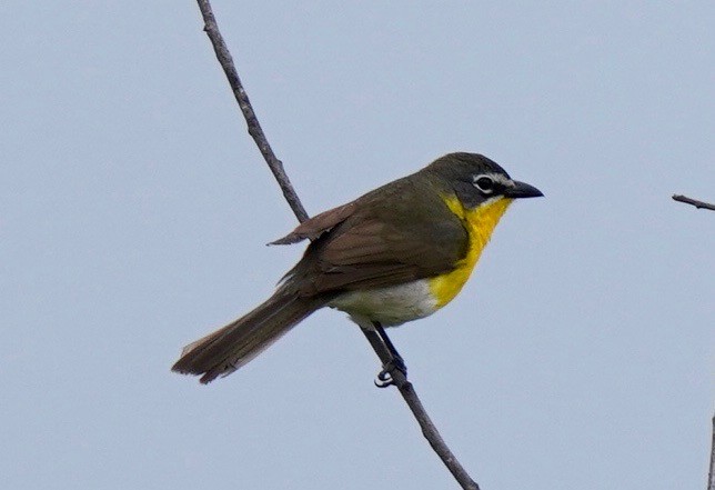 Yellow-breasted Chat - ML617949850