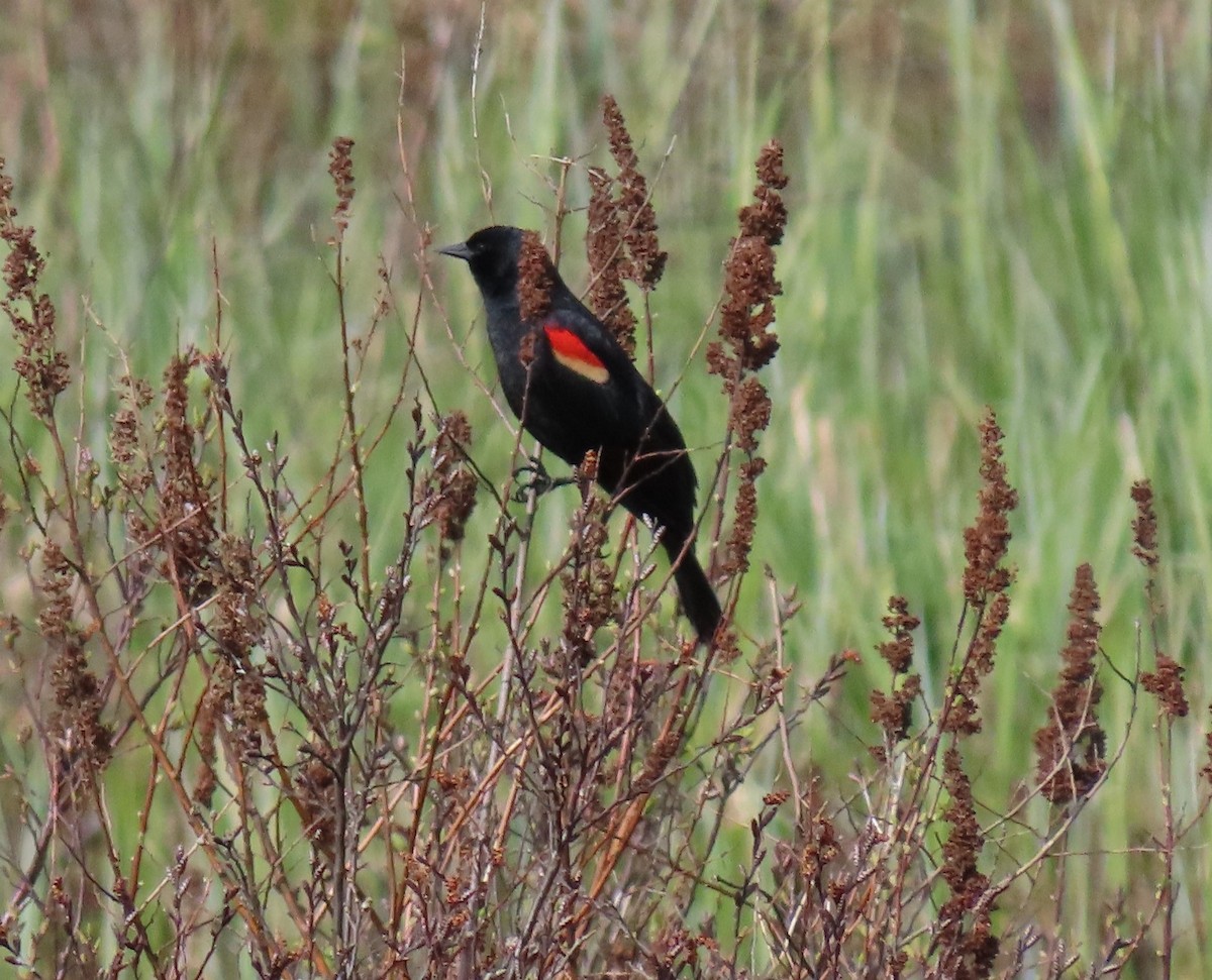 Red-winged Blackbird - Kathryn Clouston