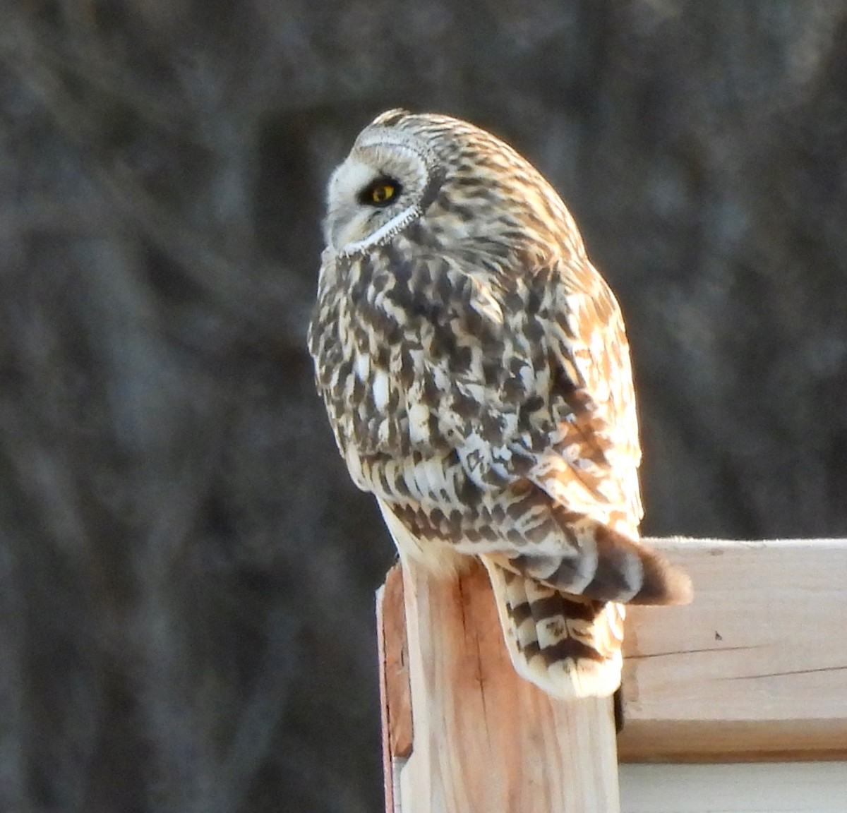 Short-eared Owl - ML617949891