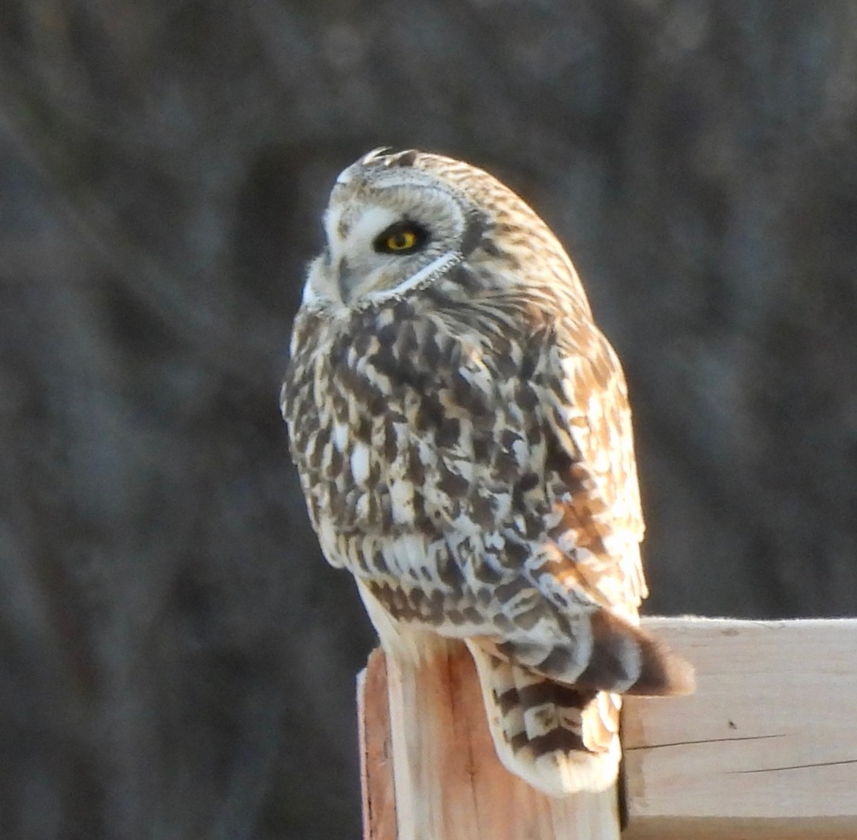 Short-eared Owl - ML617949892