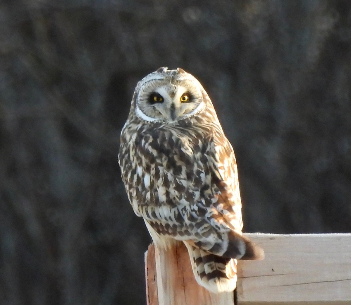 Short-eared Owl - ML617949893