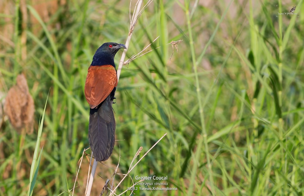 Greater Coucal - ML617949898