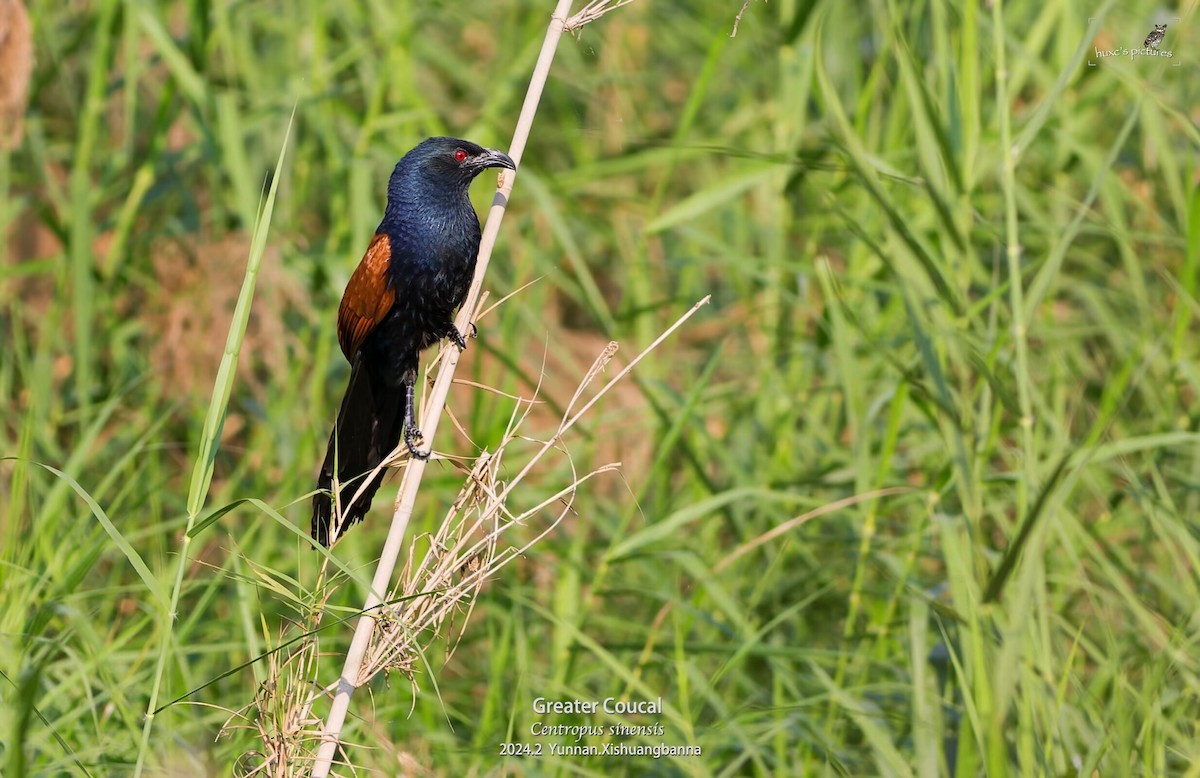 Greater Coucal - ML617949899
