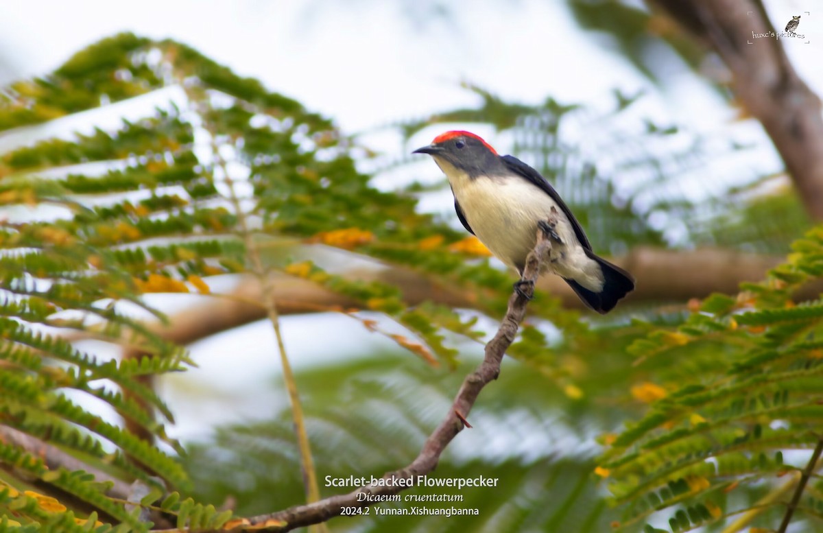 Scarlet-backed Flowerpecker - xiaochen HU