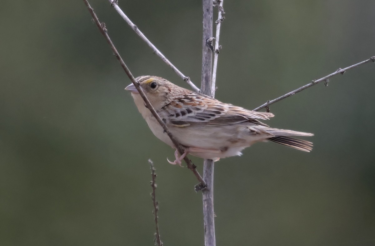 Grasshopper Sparrow - ML617949963
