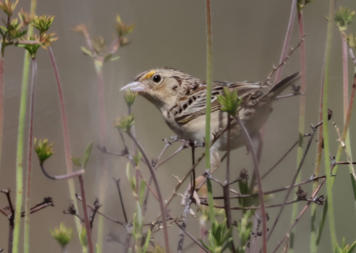 Grasshopper Sparrow - Matthew Grube