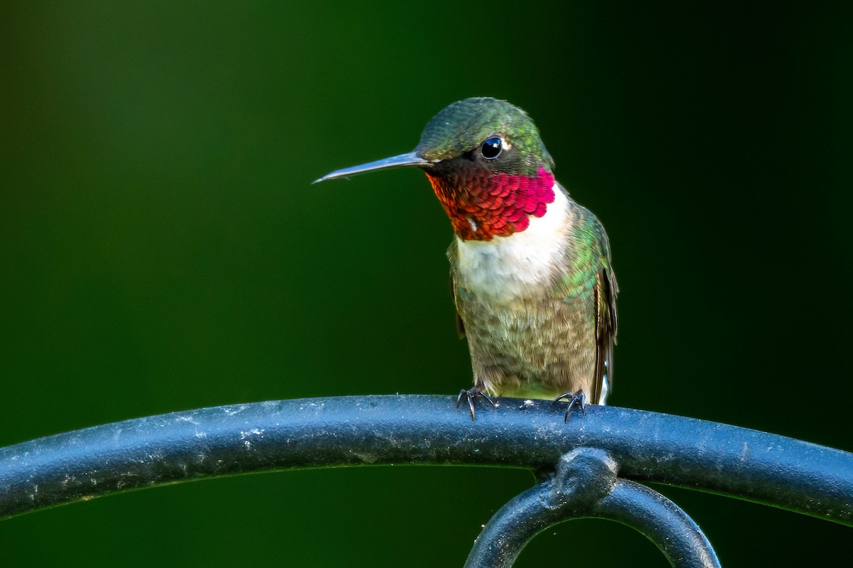 Ruby-throated Hummingbird - ML617949982