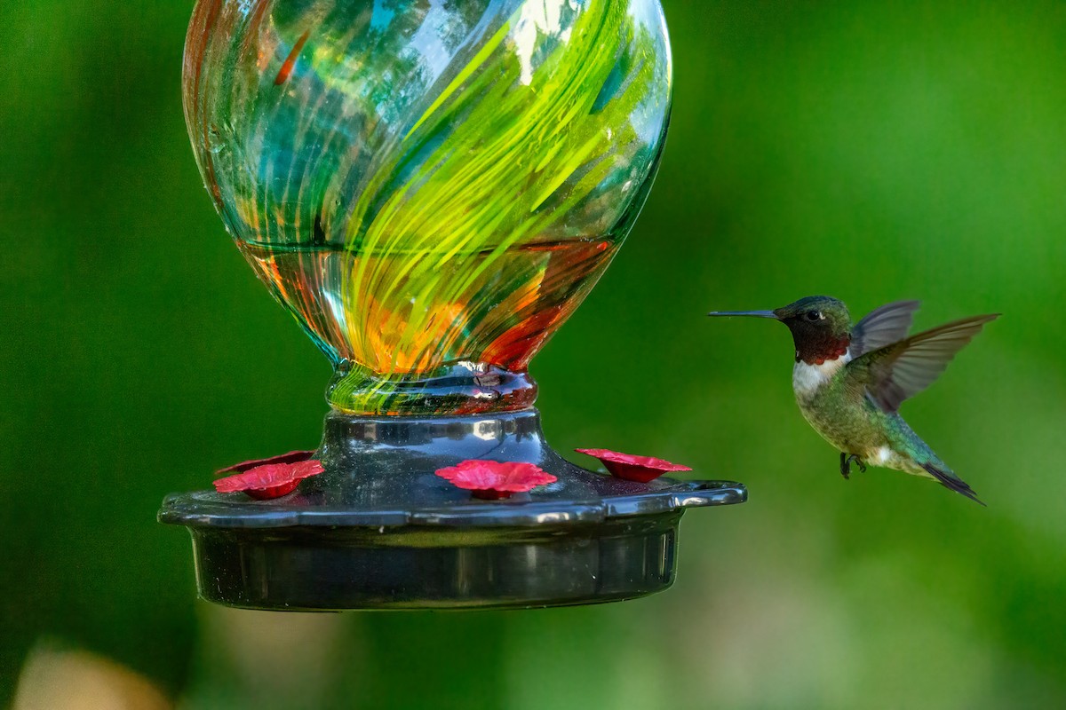 Ruby-throated Hummingbird - ML617949987