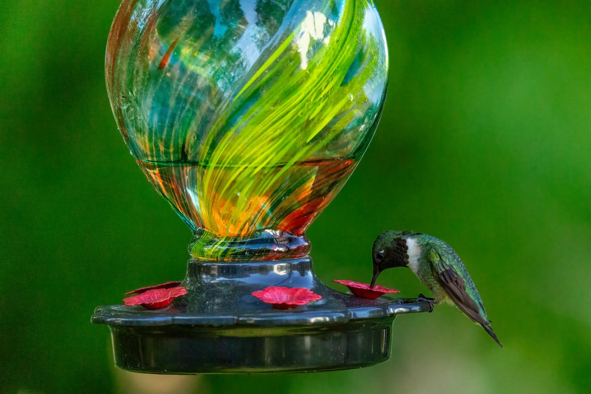 Ruby-throated Hummingbird - ML617949989