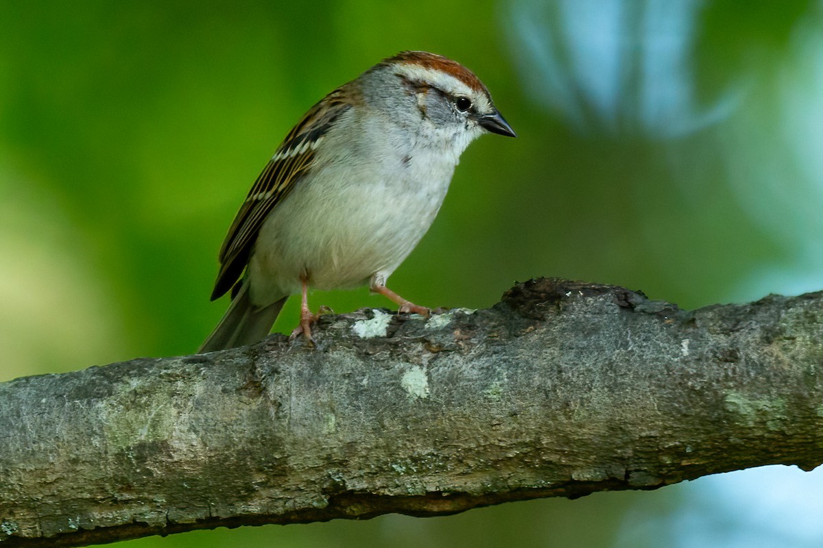 Chipping Sparrow - ML617950020