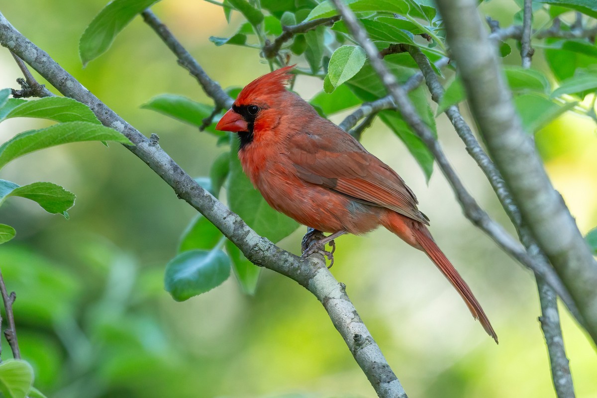 Cardinal rouge - ML617950032