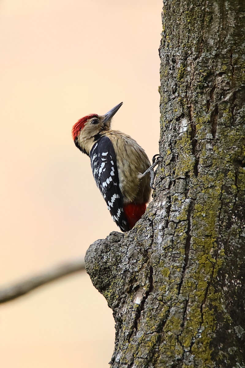 Fulvous-breasted Woodpecker - ML617950043