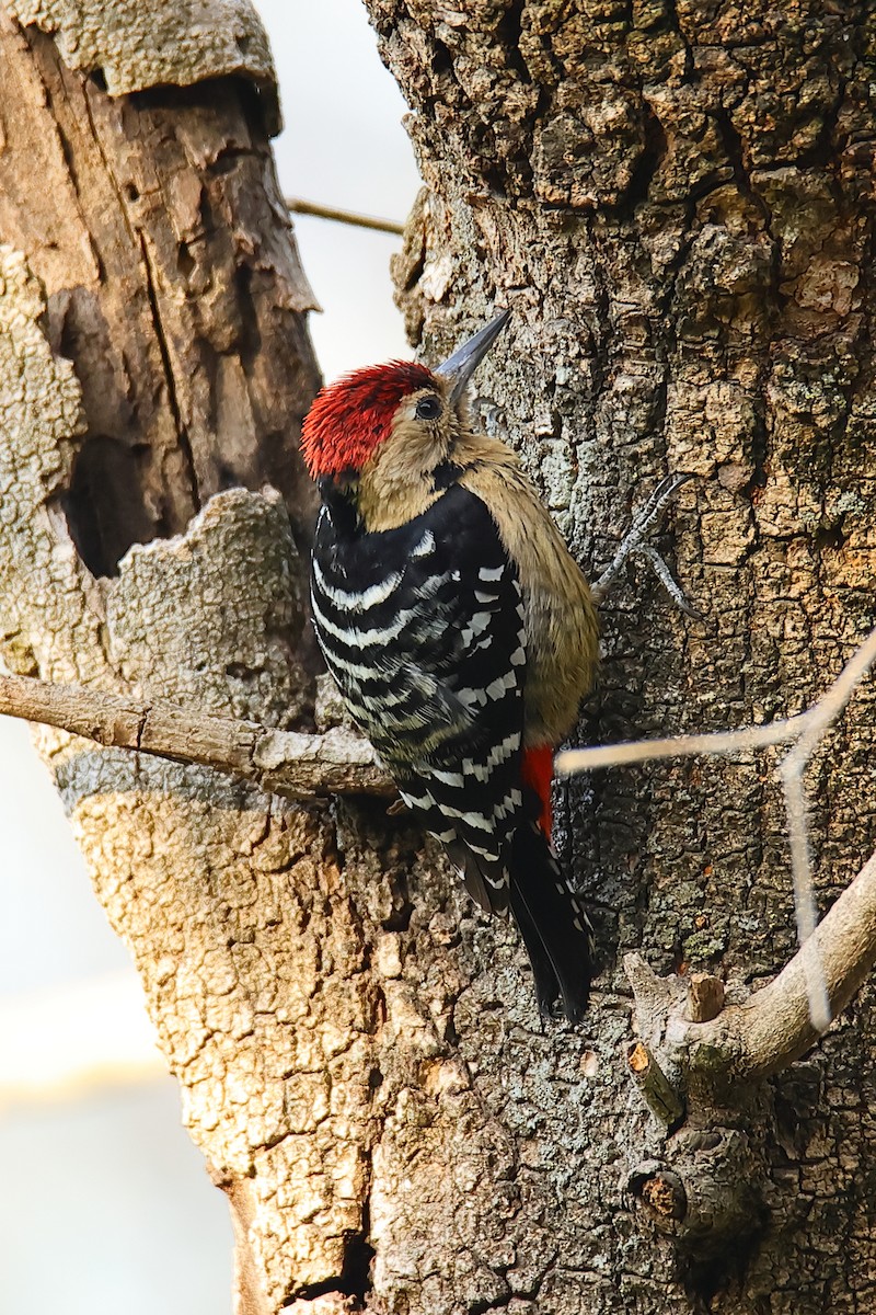 Fulvous-breasted Woodpecker - ML617950044