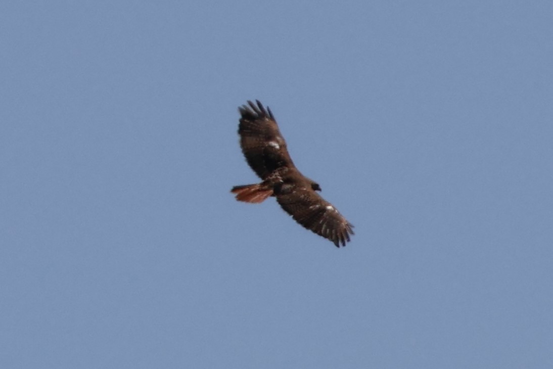 Red-tailed Hawk (borealis) - ML617950080