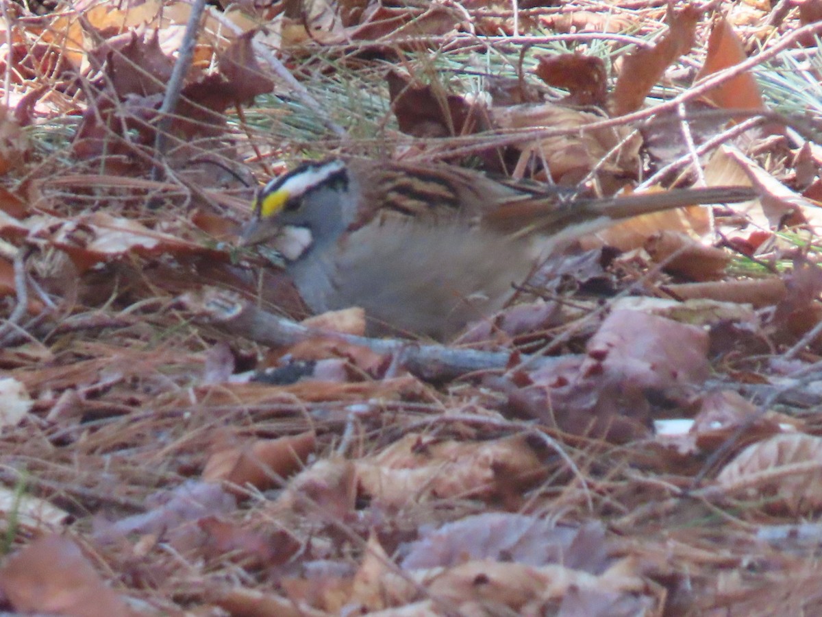 White-throated Sparrow - ML617950081