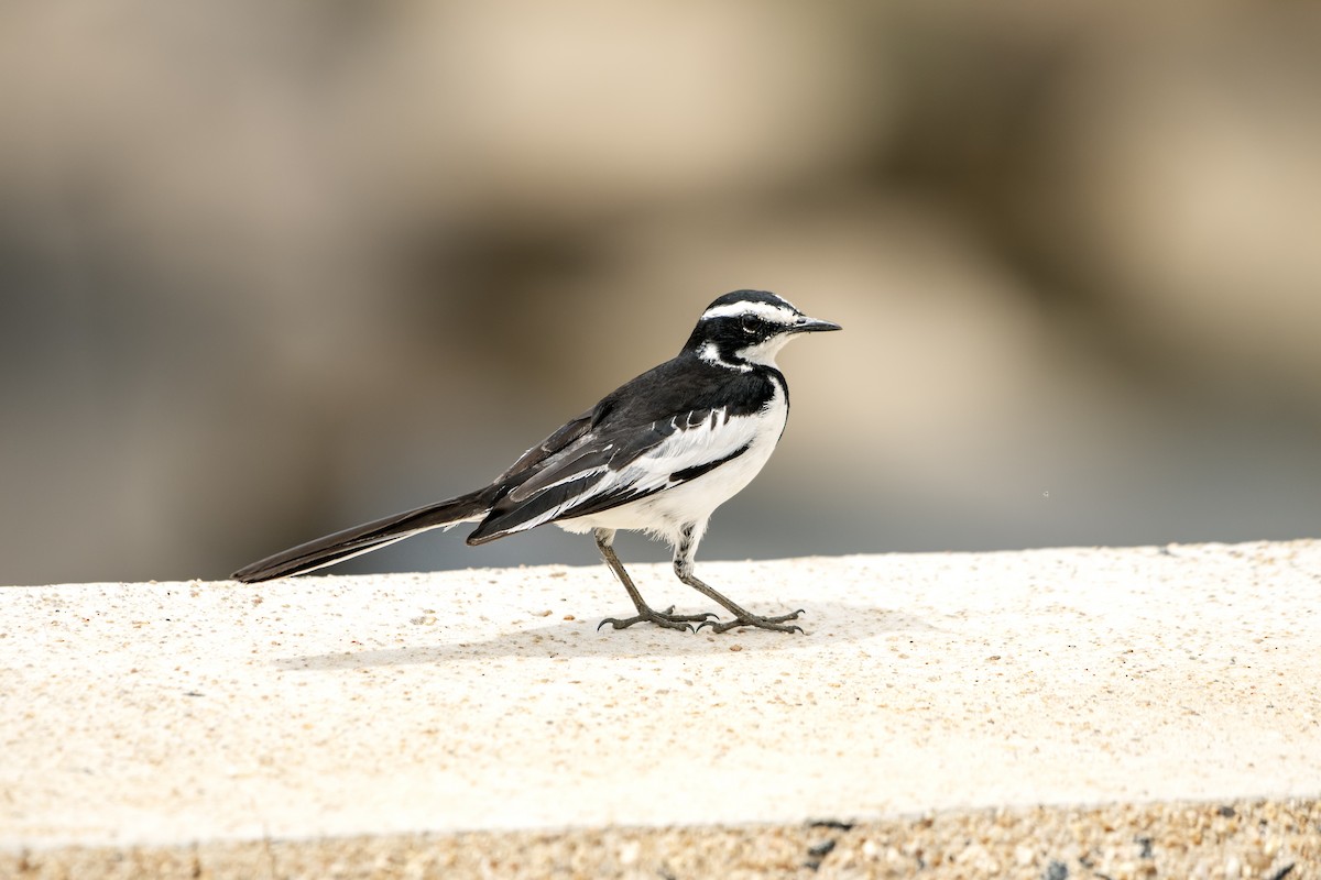 African Pied Wagtail - ML617950104