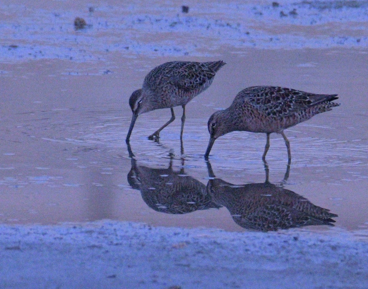 Long-billed Dowitcher - ML617950120