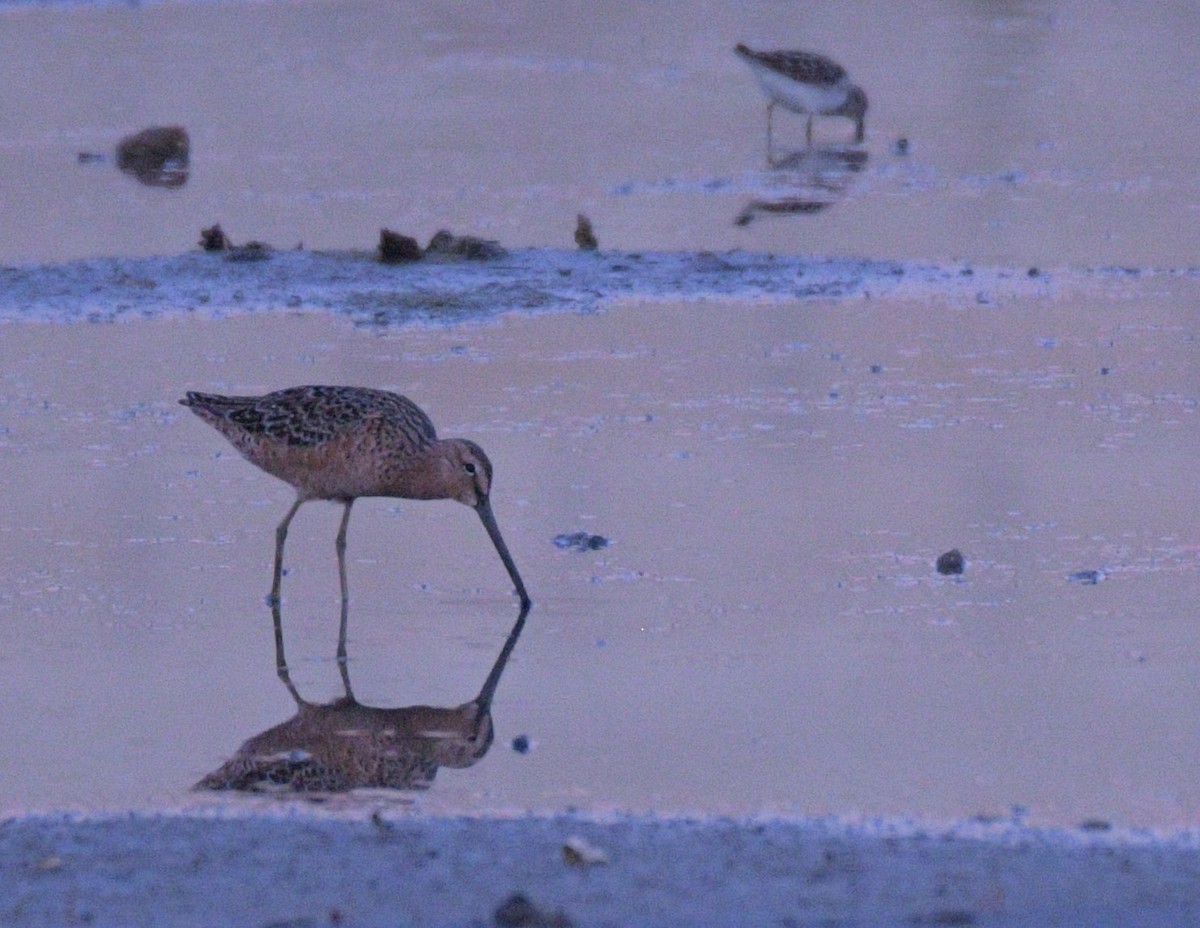 Long-billed Dowitcher - ML617950128