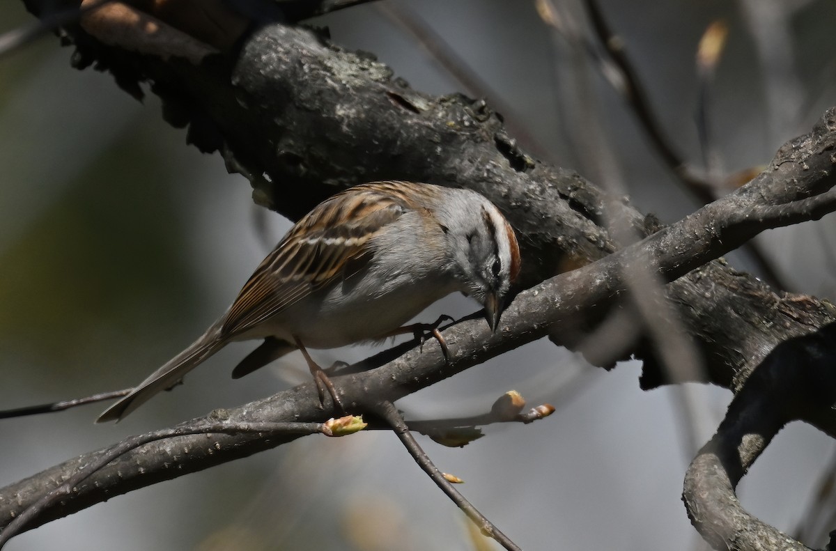 Chipping Sparrow - ML617950136