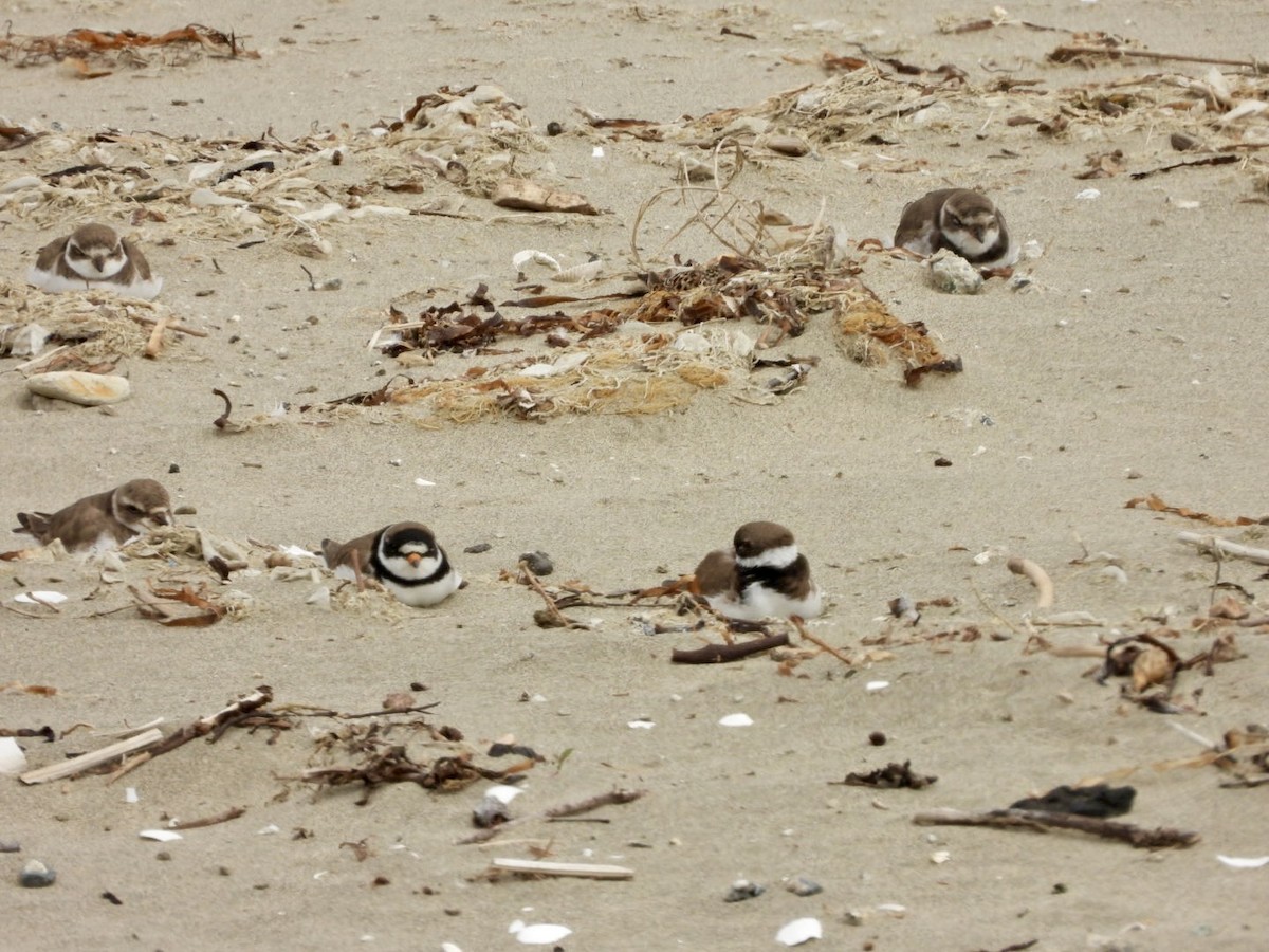 Semipalmated Plover - ML617950138