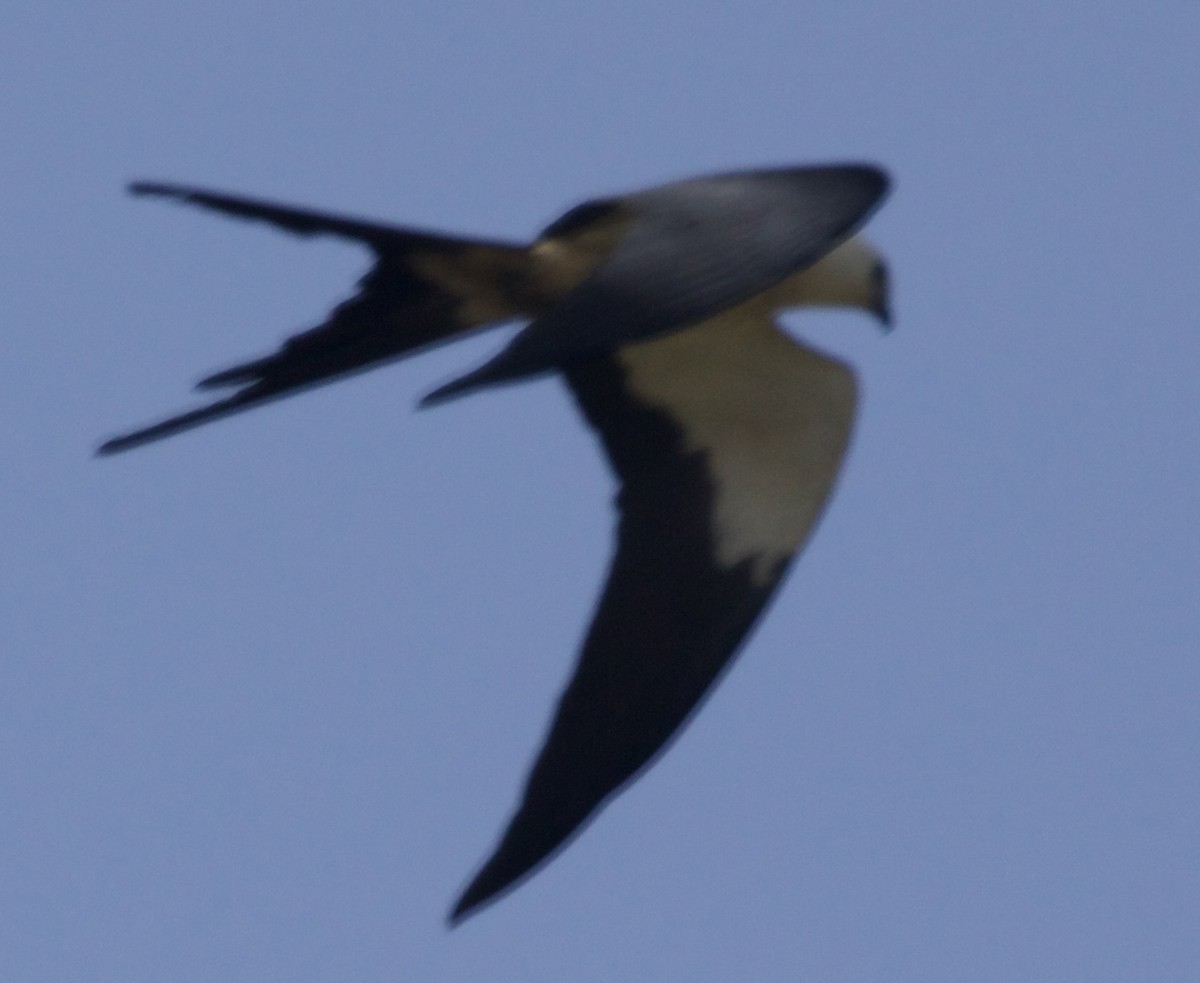 Swallow-tailed Kite - ML617950156