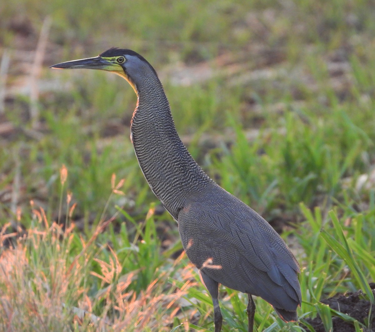 Bare-throated Tiger-Heron - Gary Graves
