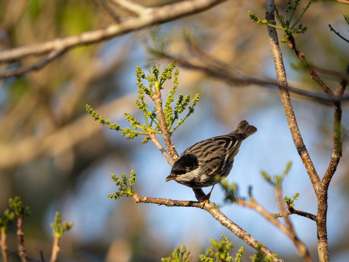 Blackpoll Warbler - varun tipnis
