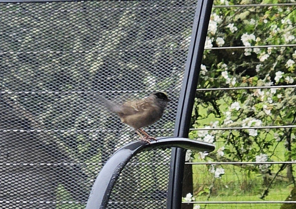 Golden-crowned Sparrow - ML617950216