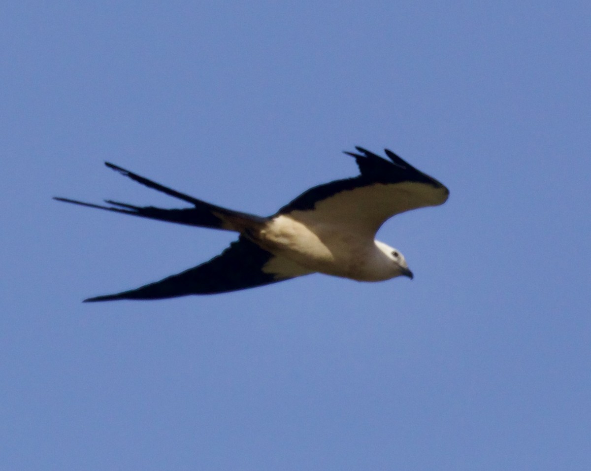 Swallow-tailed Kite - ML617950222
