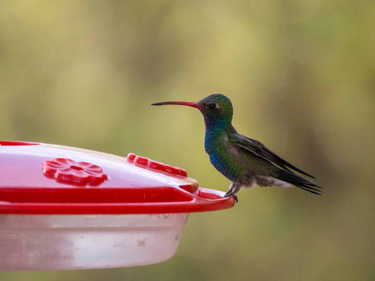 Broad-billed Hummingbird - Darrell Lawson