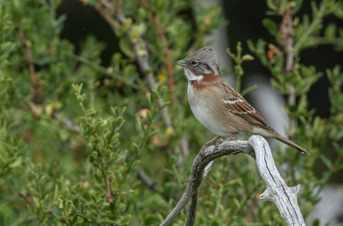 Rufous-collared Sparrow - ML617950287