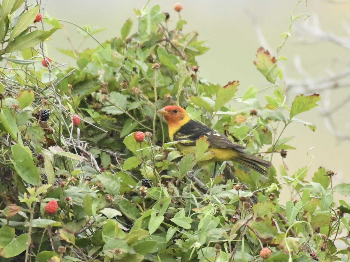Western Tanager - ML617950295
