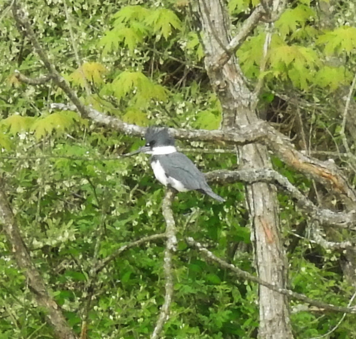 Belted Kingfisher - ML617950297