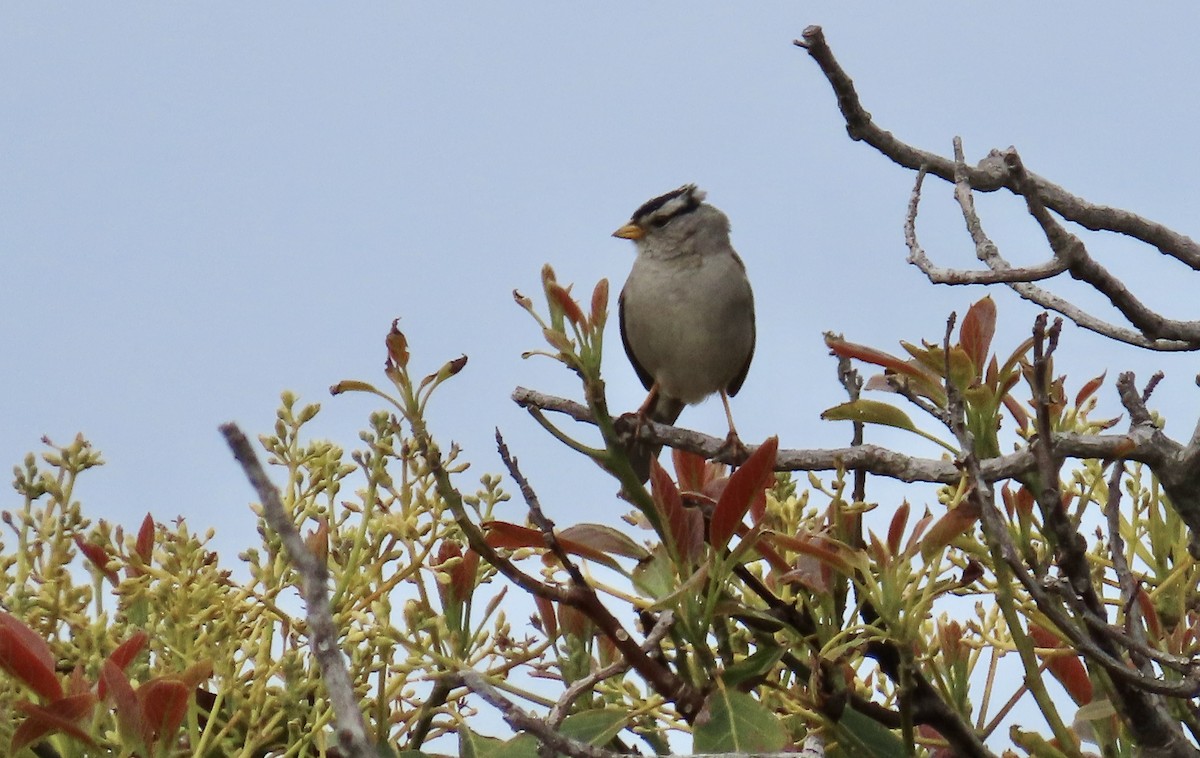 White-crowned Sparrow - Petra Clayton