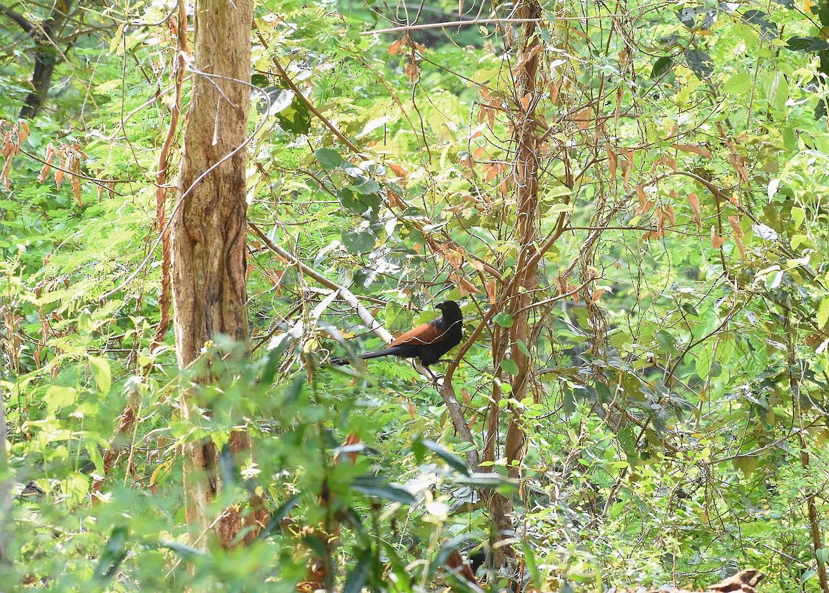 Greater Coucal - ML617950325