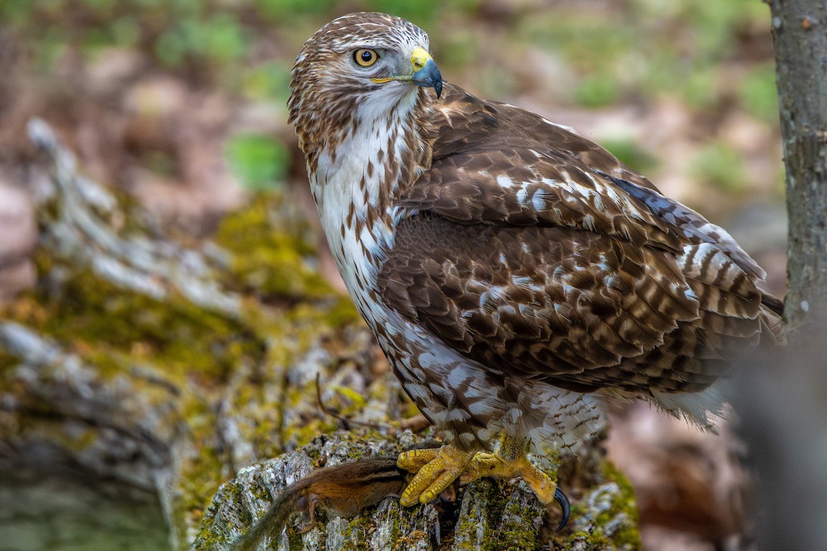 Red-tailed Hawk - ML617950343