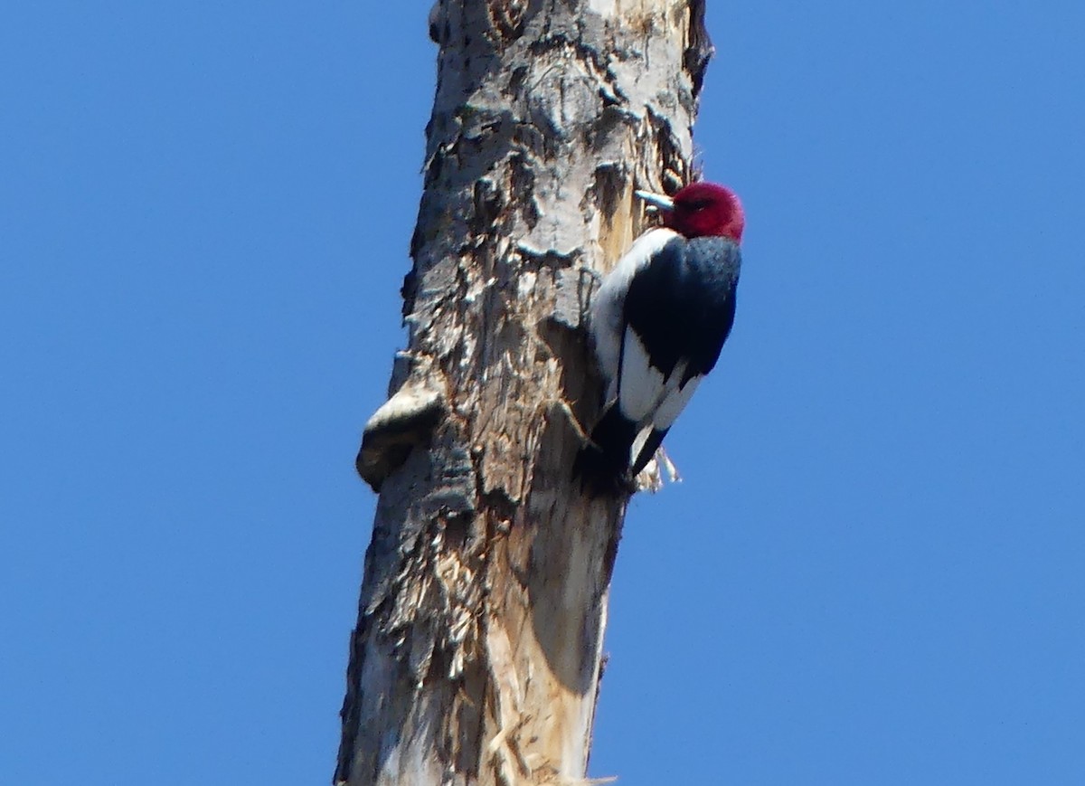 Red-headed Woodpecker - ML617950357